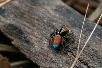 Closeup of Maratus volan spider on a wood