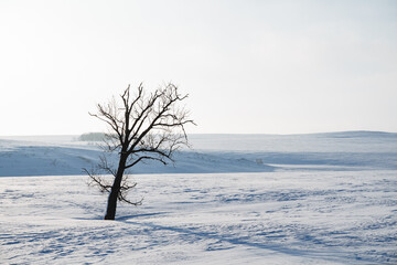 Minimalistic photography of the winter landscape A lonely tree stands in the middle of a snowy field, a cold morning in the steppes.