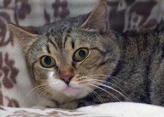 brown and white cute tabby shorthair cat with big eyes