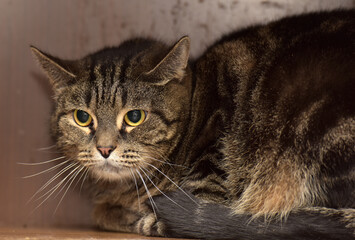 brown tabby cat with yellow eyes