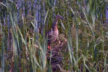 duck with ducklings in a nest