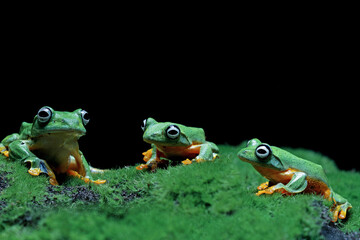 Flying frog on grass, java tree frog, Rhacophorus reinwardtii 