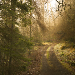 Forest Path Scene