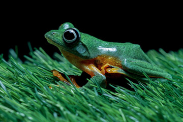 Flying frog on grass, java tree frog, Rhacophorus reinwardtii 