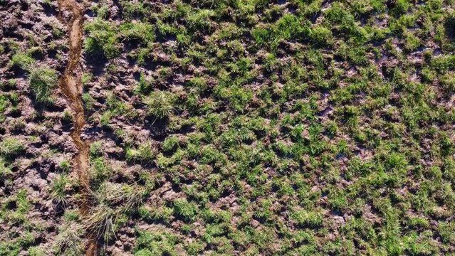 Zone boueuse et humide en plein milieu d'un champ de vache. Champ travers&eacute; par un ruisseau.