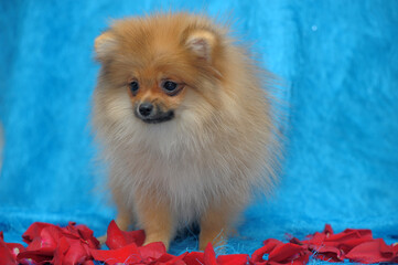 red spitz on a blue background