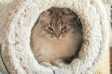 Siberian Cat Female inside cat tree bed