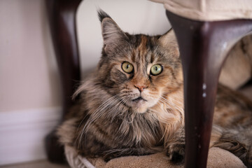 Female adult Maine Coon Cat lying  in bed