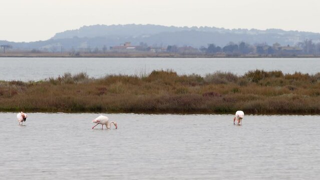 Purple flamingos on a natural reserve on the south of France on a cloudy day