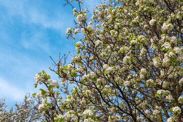 Hermosas flores de un árbol manzano al inicio de la primavera en España