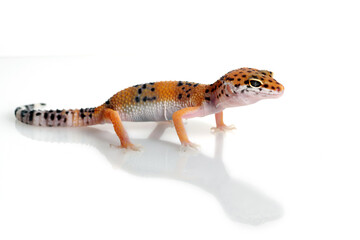 Leopard gecko on a white background, Eublepharis macularius