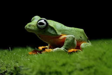 Fototapeten Flying frog on grass, java tree frog, Rhacophorus reinwardtii  © Agus Gatam