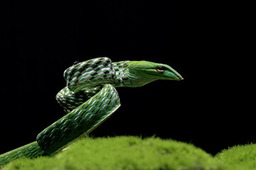 ahaetulla prasina snake ready to attack, animal closeup