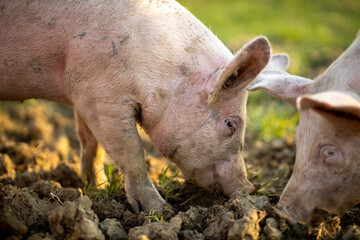 Pigs eating on a meadow in an organic meat farm