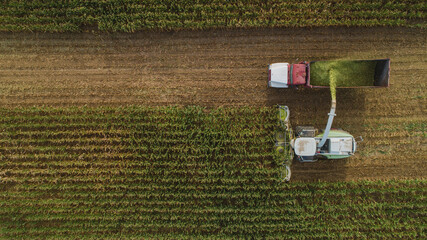 Top view of a corn silage harvest in a field of a farm during the day on a clear weather