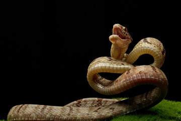 Boiga cynodon snake ready to attack with black background