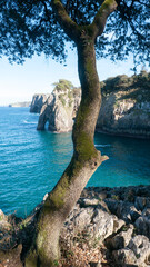 Arbol silvestre en acantilado rocoso junto al mar