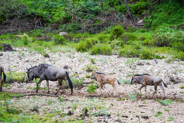 Roaming Wildebeest