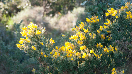 Flores amarillas en arbusto silvestre