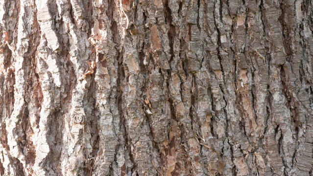 Corteza en tronco de árbol