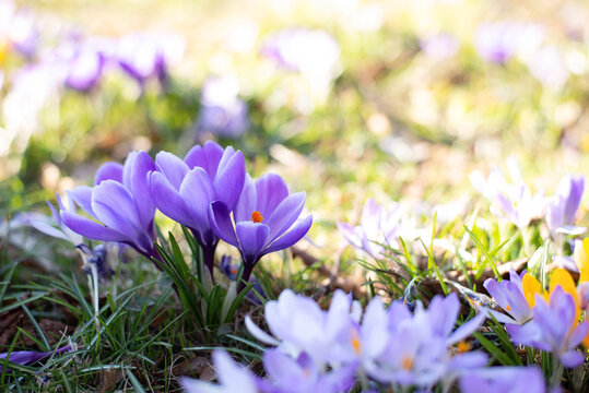 Beautiful crocuses spring first oniony. Group of blooming purple flowers.