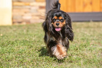 Cavalier King Charles Spaniel dog