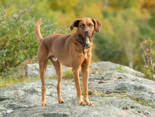 Mix breed Rhodesian Ridgeback  dog standing on rocks