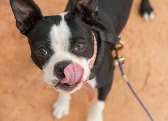 Boston Terrier dog liks his nose