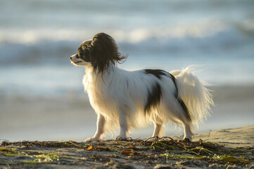 Papillon dog at Ocean Beach dog beach, CA