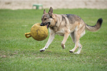 Playful German Shepherd female dog