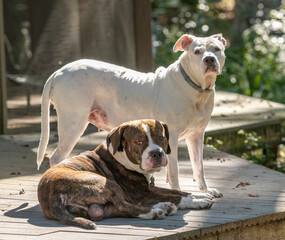 Brindle and white bulldogs on porch

