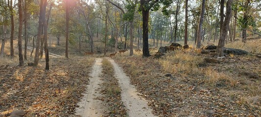 Deer crossing a road inside a forest.