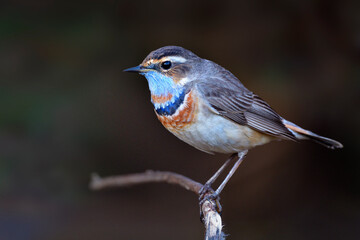 Bluethrot (luscinia svecica) under changing its feathers into breeding plumage