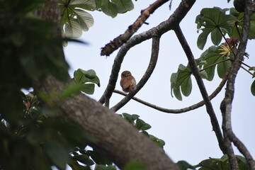 Aves Pequeñas de Esparza - Costa Rica