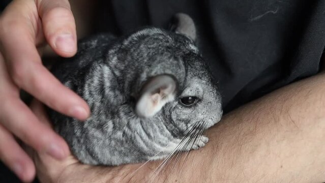 Grooming, combing a chinchilla at home. Doctor scratches the fur of a chinchilla with a comb, hair cutting. 