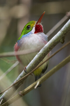 Closeup of a Cuban tody bird standing on a branch of a tree outdoors with a blurred background