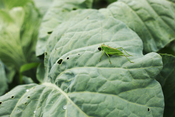 green grasshopper sitting on a big plant green leaf in the garden. . High quality photo.