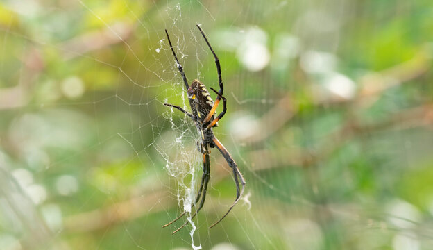 Closeup of the yellow garden spider on the cobweb. Argiope aurantia.