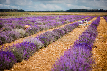 Naklejka na ściany i meble The scenery of blooming lavender field in Ukraine