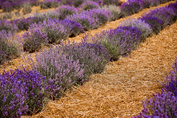 Fototapeta na wymiar The scenery of blooming lavender field in Ukraine