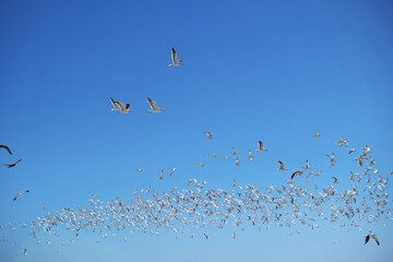 The birds up the sky. image of animal beautiful