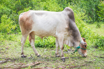 Grazing bull. Cattle farm. Adult white bull. Domeactic animals concept. Beef on pasture. Bull in countryside. Farmland landscape.