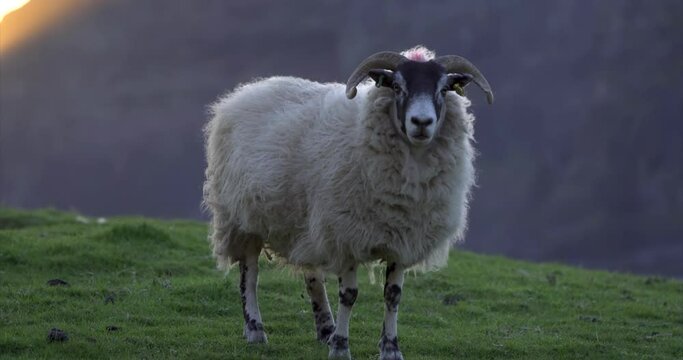 Black headed sheep walking, looking, coastline, Isle of Skye