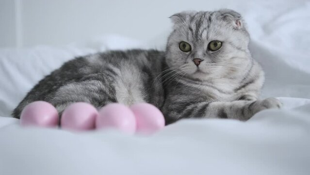 easter cat in pink rabbit ears with painted pink eggs. Home pet. Purebred Scottish Fold cat. Easter painted eggs. Search for eggs. Easter celebration. Easter