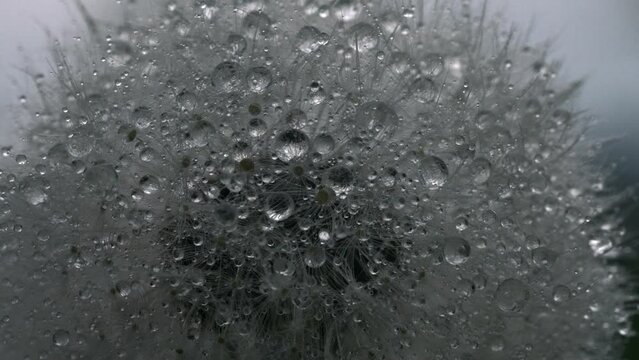 Cold raindrops. Creative. Big fluffy dandelions that stand all after the rain and have big drops of water on them.