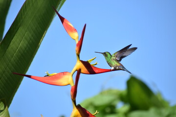 Aves Pequeñas de Esparza - Costa Rica