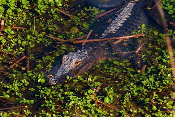 American Alligator in Meaher State Park