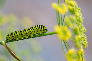Caterpillar of an old world swallowtail