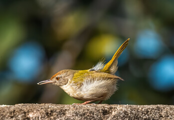 Shallow focus of a Tailor bird picking up some food from the ground