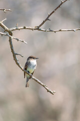 Fototapeta premium Eastern phoebe perching on a tree branch.Chesapeake and Ohio Canal National Historical Park.Maryland.USA